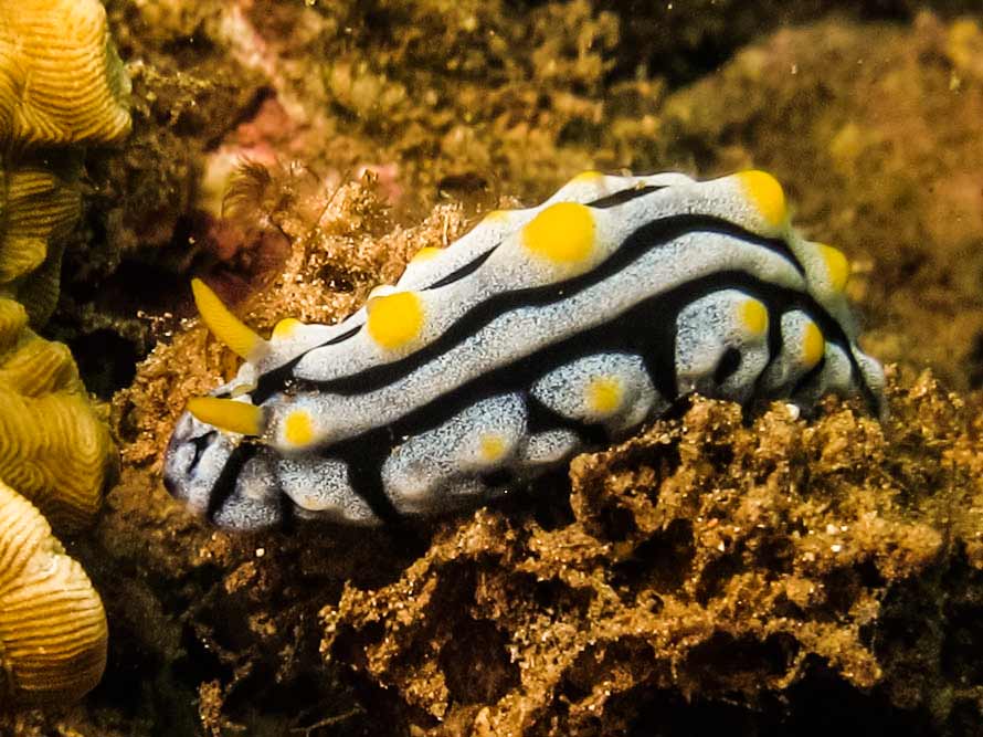 Phyllidia varicosa